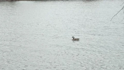 Canada Goose Floating Calmly on Wind-Rippled Lake Stock Footage 335230655