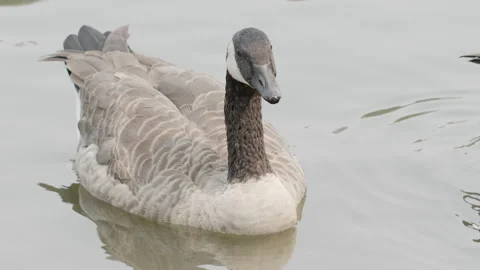 Canada Goose Floating in Pond Close Up - Slow Motion - Shallow DOF Stock Footage 138979999