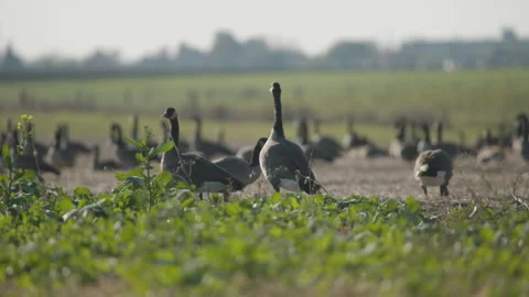 Canada goose flock in a field Stock Footage 164796112