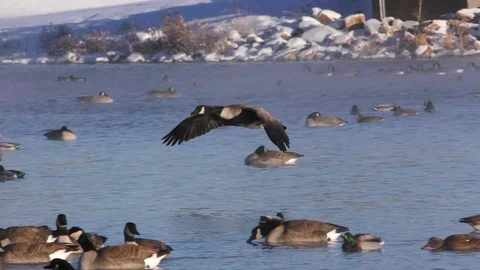 Canada Geese In Flying Stock Video Footage Royalty Free Canada Geese In Flying Videos Pond5