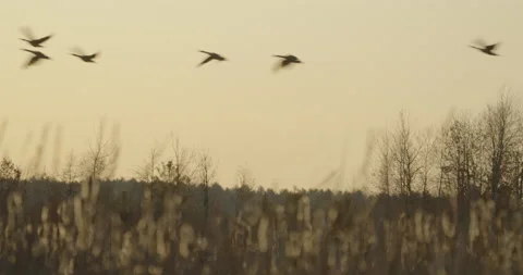 Canada Goose Flock Taking Flight From Behind Cattail Reeds in Marsh Wetlands, 4K Stock Footage 160630602
