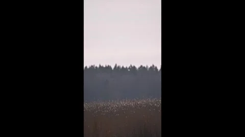 Canada goose flying by, in slow motion Stock Footage 331315017