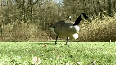 Canada Goose Stock Footage 668404