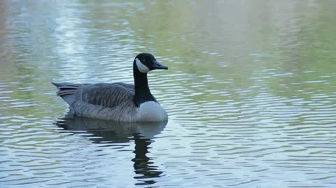 Canada Goose Video stock 12522258