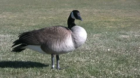 Canada goose Stock-Footage 12583644