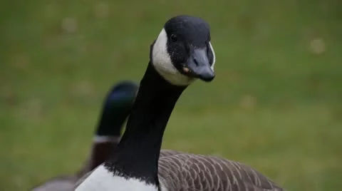 Canada Goose 스톡 동영상 21875651