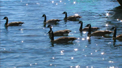 Canada Goose Vídeo Stock 35842107