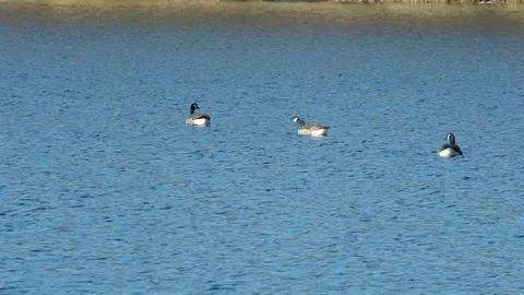 Canada goose Stock Footage 73408366