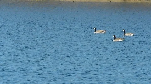 Canada goose Stock Footage 73408376