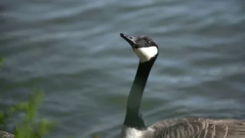 Canada Goose Vídeo Stock 75451420