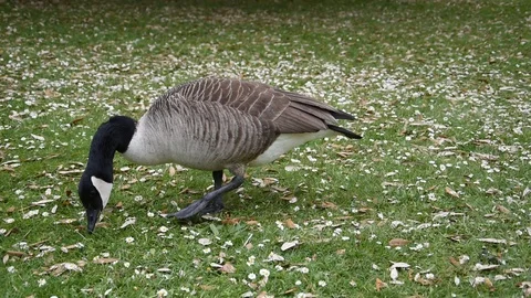 Canada goose Stock Footage 90085877