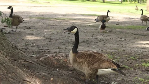 Canada Goose Stock Footage 90294876