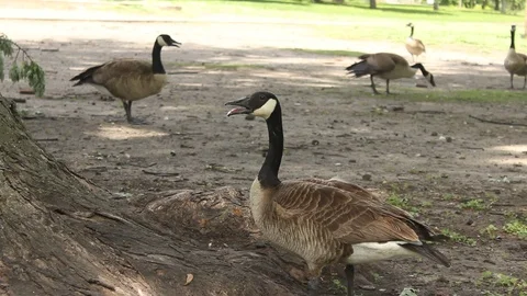 Canada Goose Video stock 90295165