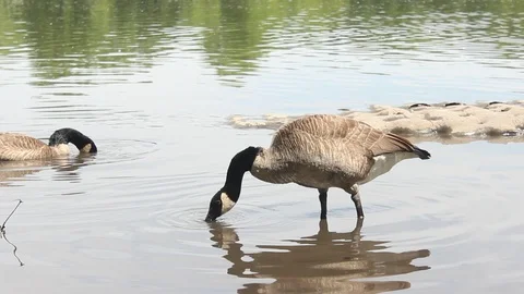 Canada Goose Video stock 90295664