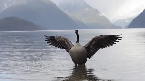 Canada Goose Stock Footage 96199108