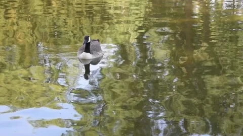 Canada goose Stock Footage 132154459