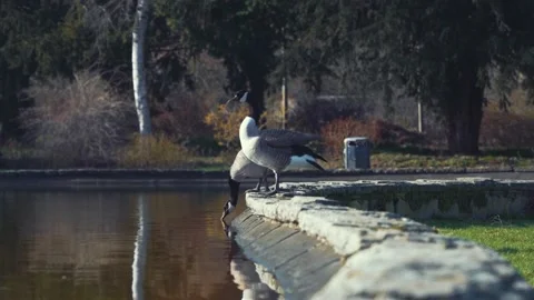 The Canada-Goose Video stock 233278641