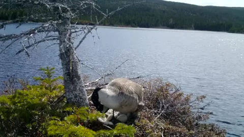 Canada Goose Stock Footage 282038920