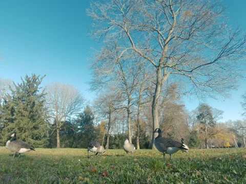 Canada goose Video stock 322194645