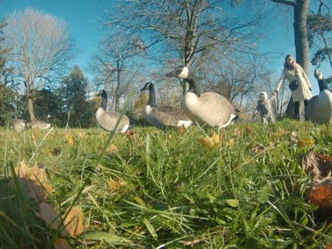 Canada goose Video stock 322194647