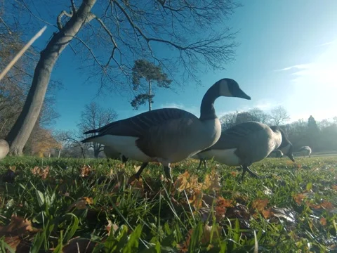 Canada goose Video stock 322194651