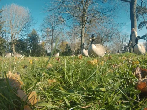 Canada goose Video stock 322194652