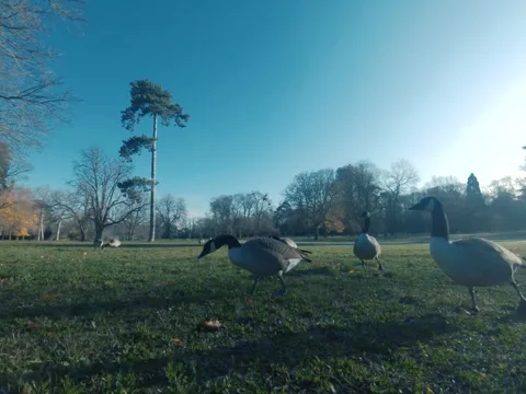 Canada goose Video stock 322194653