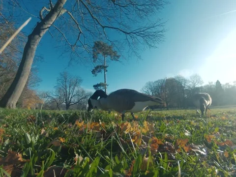 Canada goose Video stock 322194654