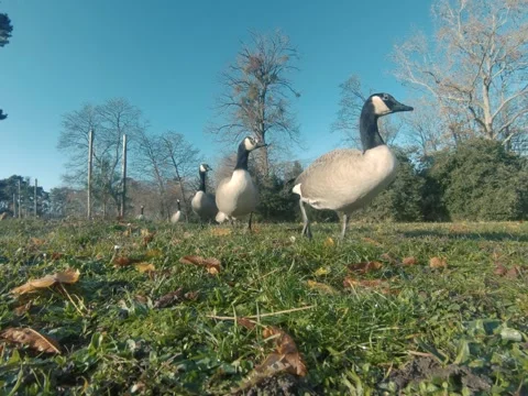 Canada goose Video stock 322194657