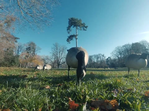 Canada goose Video stock 322194658