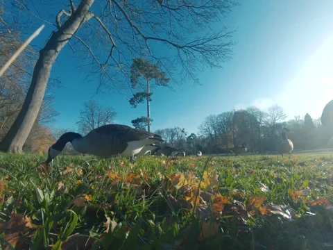 Canada goose Video stock 322194659