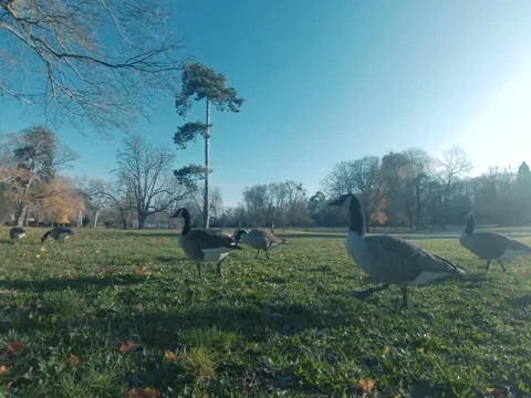 Canada goose Video stock 322194660