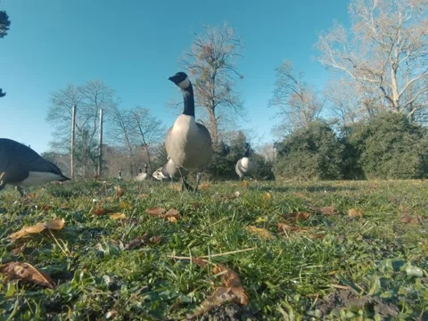 Canada goose Video stock 322194666