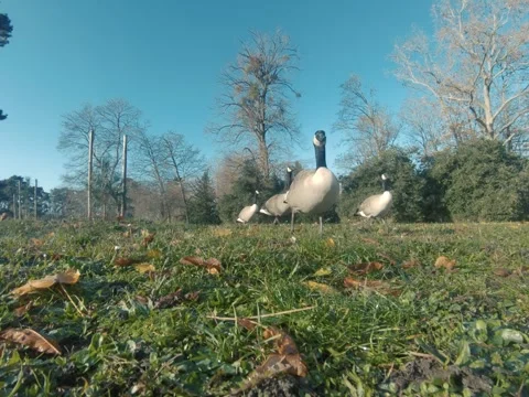 Canada goose Video stock 322194667