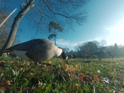Canada goose Video stock 322194668