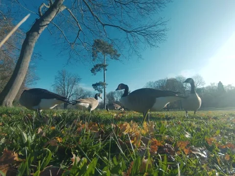 Canada goose Video stock 322194669