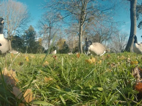 Canada goose Video stock 322194674