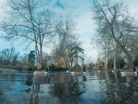 Canada goose Video stock 322194675