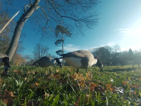 Canada goose Video stock 322194678