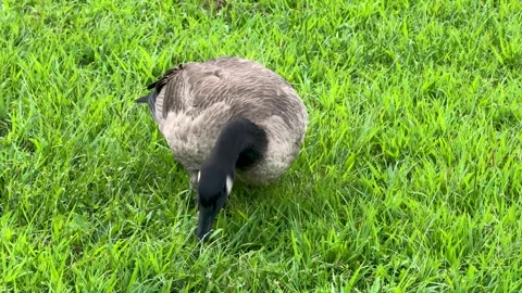 Canada Goose Foraging and Grazing on Green Grass Lawn Stock Footage 345369682