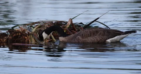 Canada Goose Foraging on Floating Plants Slow Motion Stock Footage 246996291