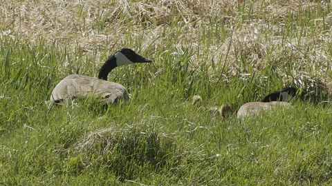 Canada goose, geese, pair hide with their goslings in lying low in grass, 2k Stock Footage 154722068