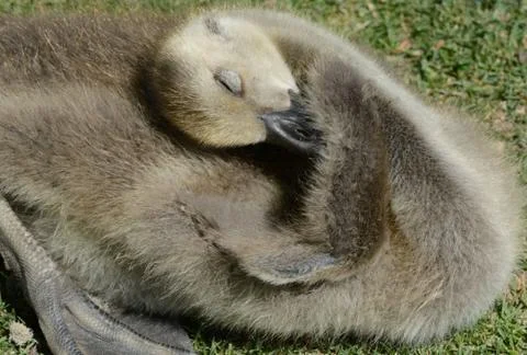 Canada Goose gosling preening tiny wing Stock Photos