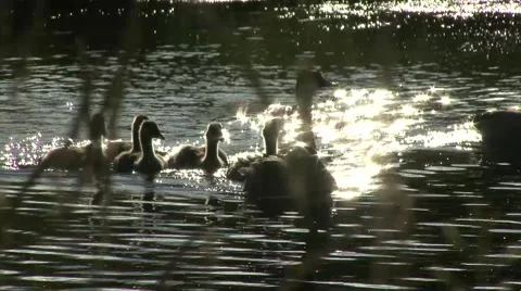 Canada goose with goslings Stock-Footage 41718620