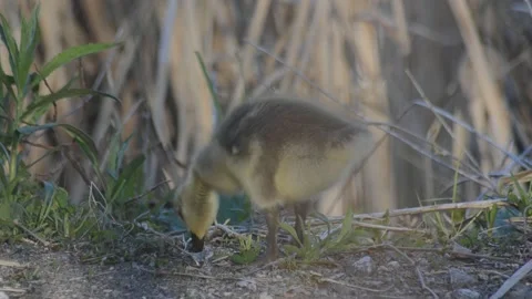 Canada Goose Goslings Видео 130882121