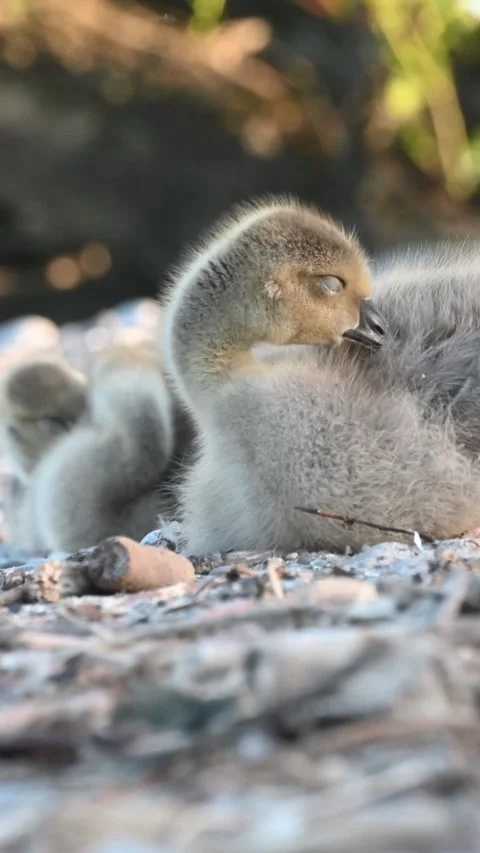 Canada Goose Goslings - Vertical Video stock 276519561