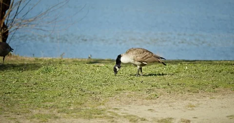 Canada Goose on Grass Video stock 129853841