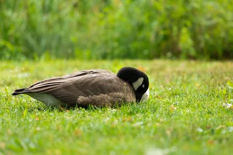 Canada Goose in Grass Stock Photos