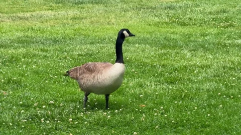 Canada goose on green grass. Stock Footage 338371097