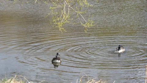 Canada goose having a bath Stock Footage 152232020